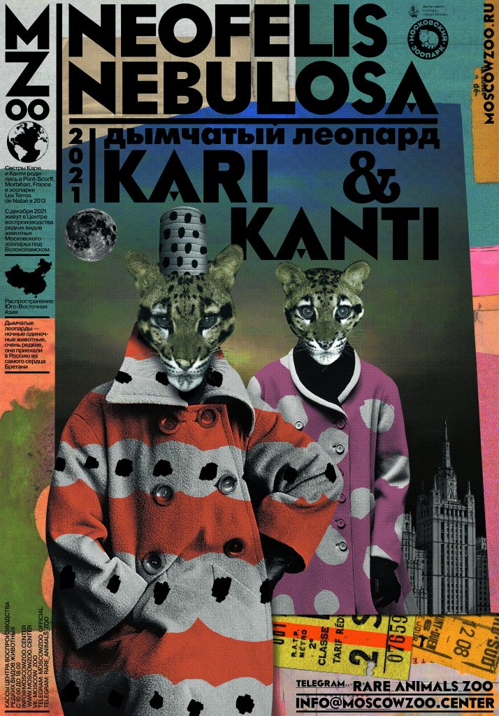 Дымчатый леопард