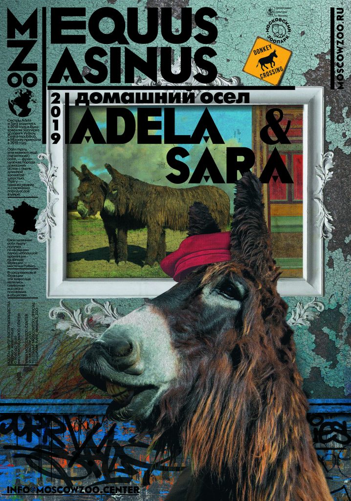 Домашний осёл