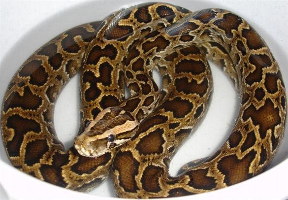 Профессиональные основы содержания рептилий в условиях неволи